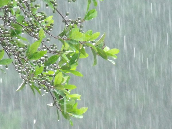 summer rain
