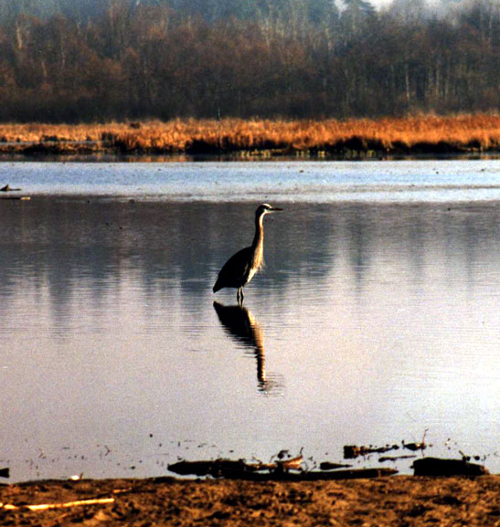 Blue Heron