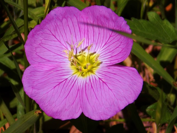 Texas Wildflowers #1