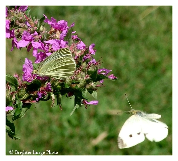 Butterflies are free