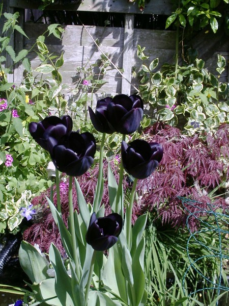 spring tulips