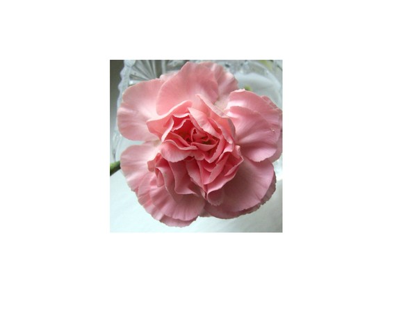 Carnation. Photo.