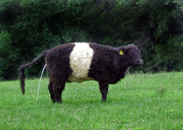 oreo cookie cows