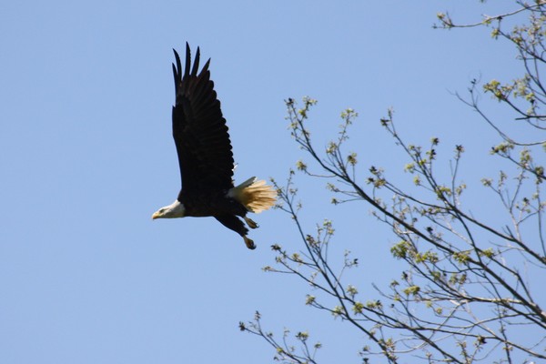 Eagle