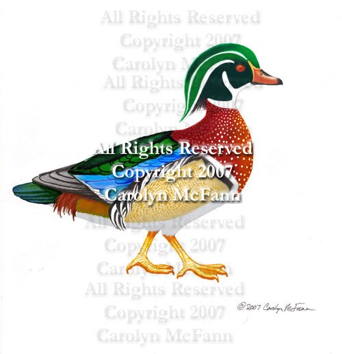 Wood Duck