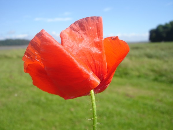 Lonely Poppy..