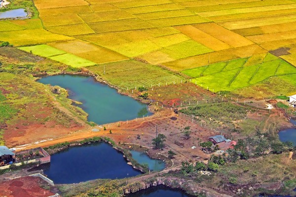 Rice-fields-simphony-in-yellow