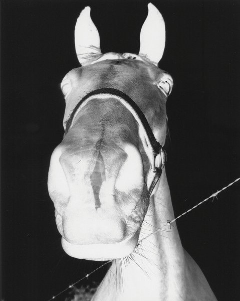 Negative Horse