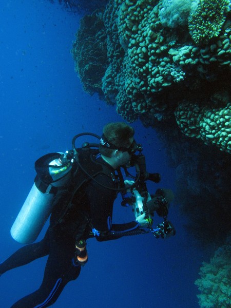 Red Sea Wall Dive 4431