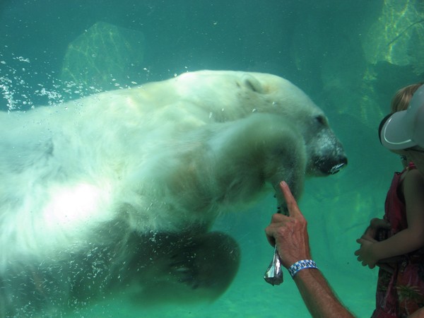 Polar bear encounter