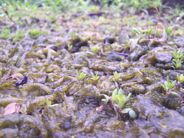 Algae