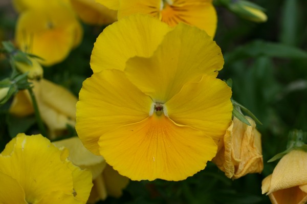 What a Pansy