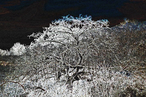 TREE SOLARIZATION
