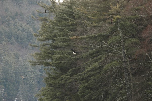 Eagles