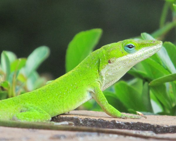 Green Anole