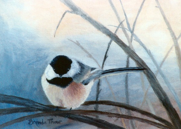 Black Capped Chickadee
