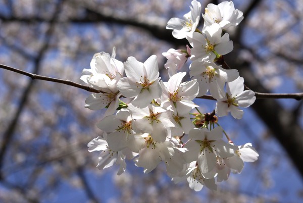 Cherry Blossoms 13