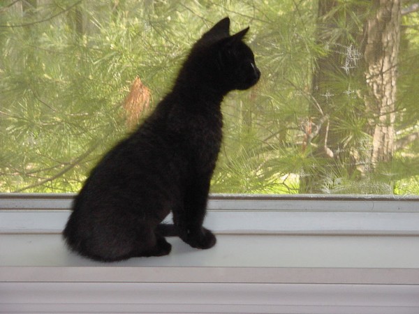 On Guard
