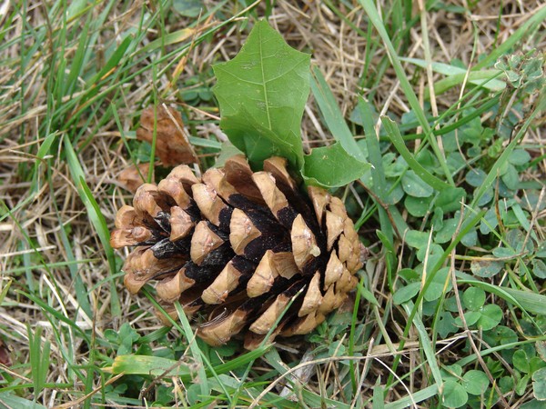 Pine Cone