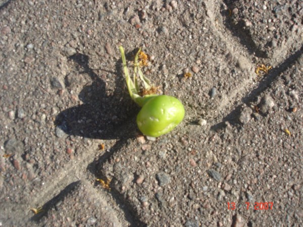 rose berries series.2007-2008