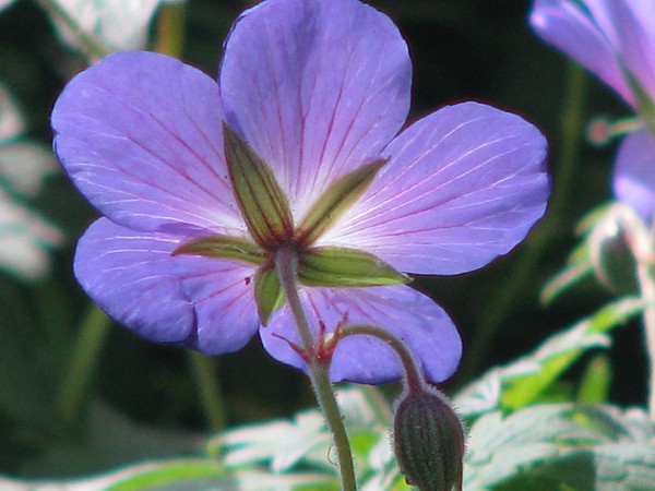 Floras-series-violet