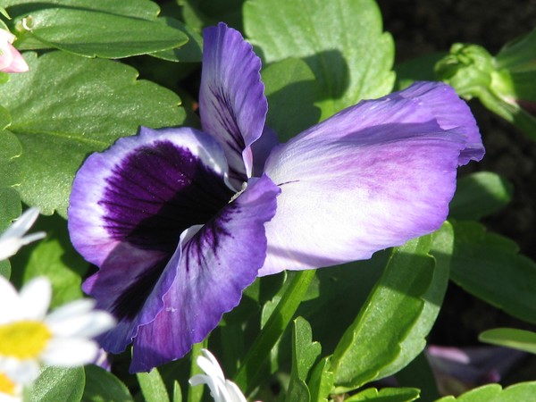 ..dark  violet-pale purple florals...