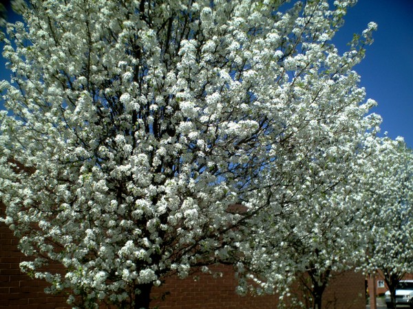 A Burst of Sping