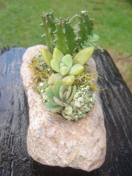 FLOR NA PEDRA