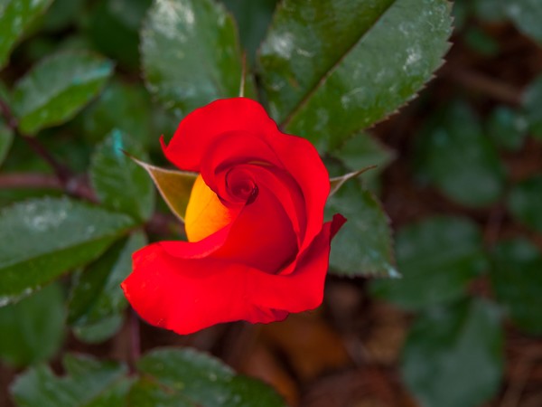 Rosebud