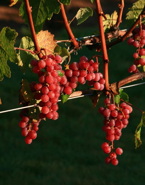 Red Grapes on the Vine