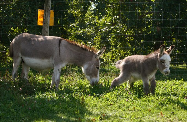Burro and 