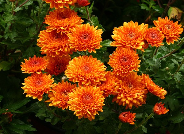 Orange Hardy Mums - last week of September