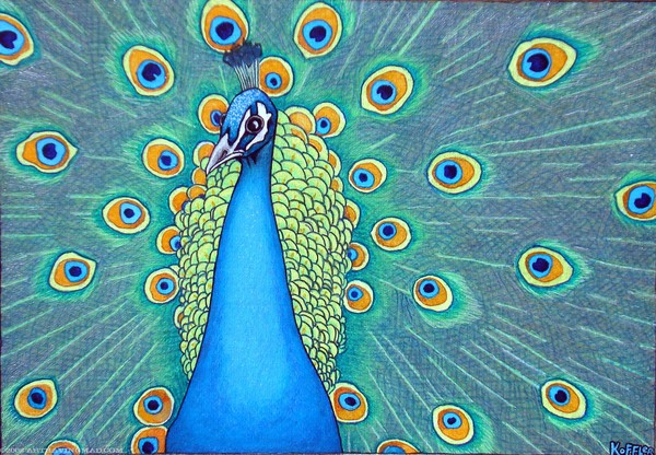 PEACOCK