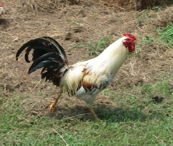 Rooster Strutting
