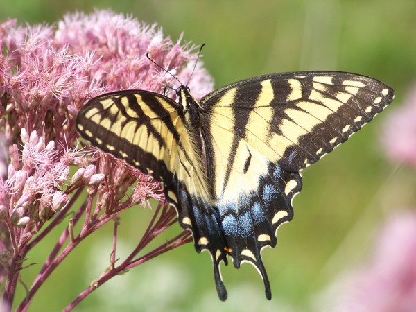 Eastern Tiger Swallowtail