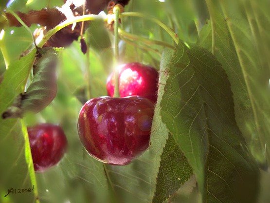 RED-CHERRIES