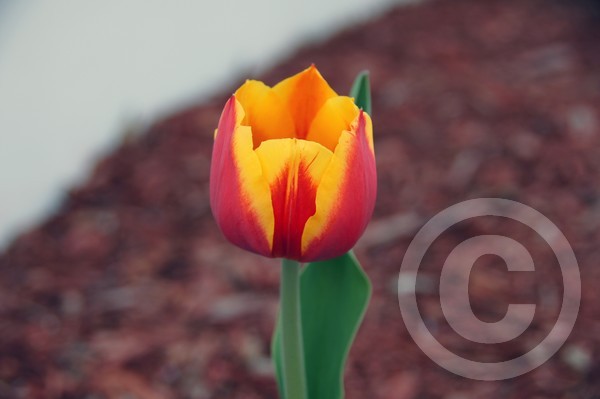 Tulip 4/16/2012