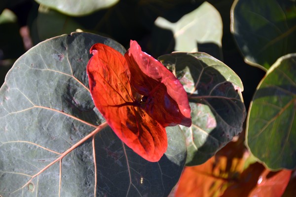 Red Beauty 1/28/2015