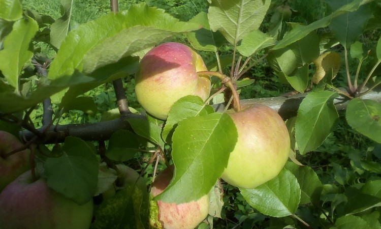 Apples in little tree