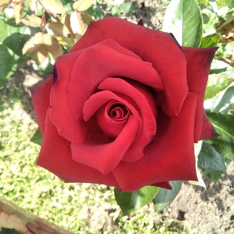 Red rose