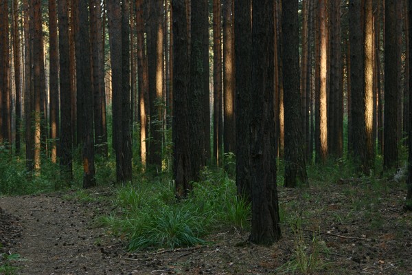 pines in the evening