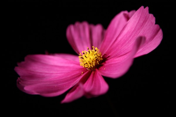 Cosmos