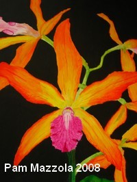 Orchid