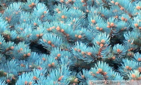 Spruce