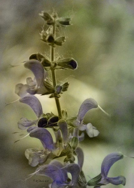Vintage Tinted Flower Buds