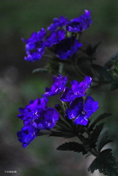 Flowers in the evening Light