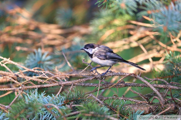 Chickadee bird