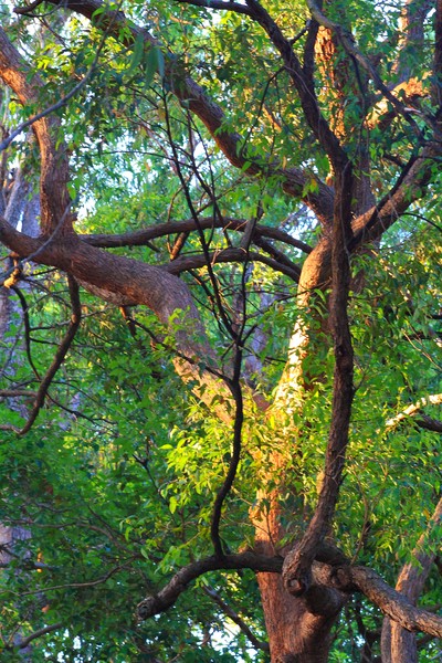 Afternoon Light-Australian Bushland
