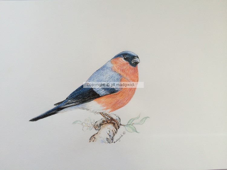 Eurasian Bullfinch