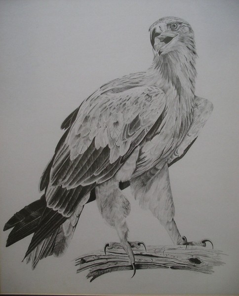 African eagle